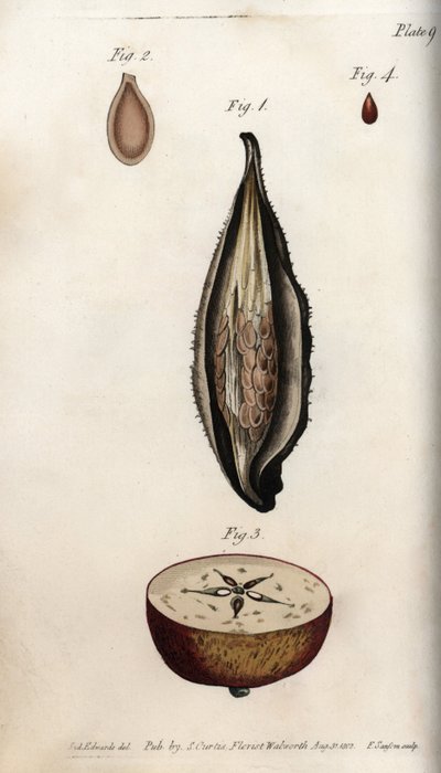 Pericarp van parkietgras en sectie van de vrucht van de appelboom, uit Botanical Conferences door Sydenham Teast Edwards