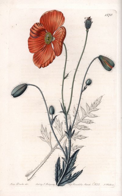 Perzische Papaver Variëteit - Gegraveerd door S.Watts, naar een illustratie van Sarah Anne Drake (1803-1857), uit het Botanisch Register van Sydenham Edwards (1768-1819), Engeland door Sydenham Teast Edwards