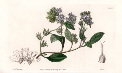 Phacelia, endemisch in Californië - Gegraveerd door S. Watts, naar een illustratie van Sarah Anne Drake (1803-1857), uit het Botanical Register van Sydenham Edwards (1768-1819), Engeland door Sydenham Teast Edwards