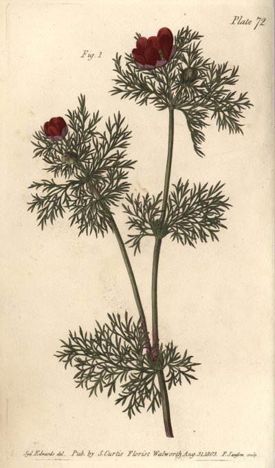 Adonisroos, Adonis annua, Polygynia, hermafrodiete bloem met veel stampers. Handgekleurde kopergravure door F. Sansom van een botanische illustratie door Sydenham Edwards voor William Curtis