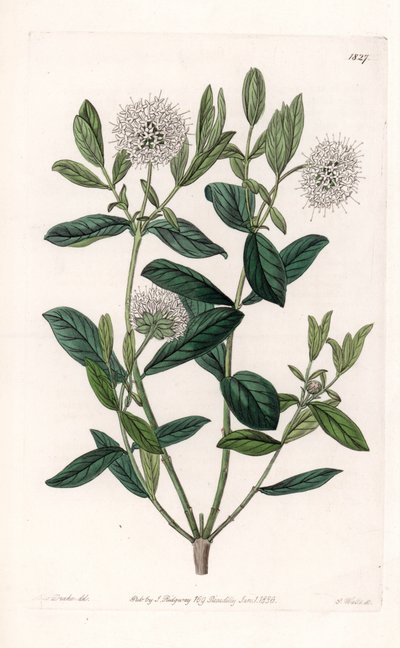 Pimelea Variete - Plaat gegraveerd door S.Watts, uit een illustratie door Sarah Anne Drake (1803-1857), uit het Botanical Register van Sydenham Edwards (1768-1819), Engeland door Sydenham Teast Edwards