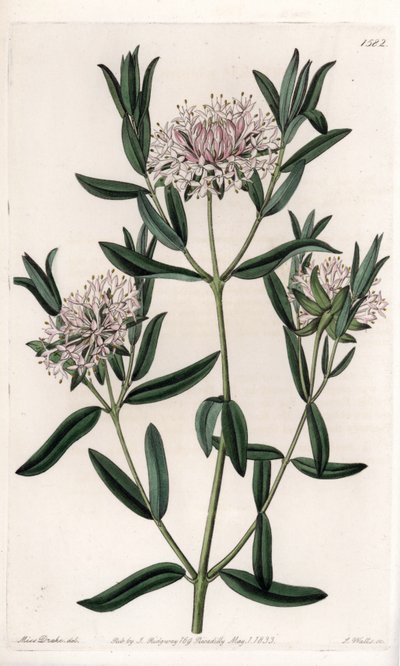 Pimelea sylvestris, afkomstig uit Australië door Sydenham Teast Edwards