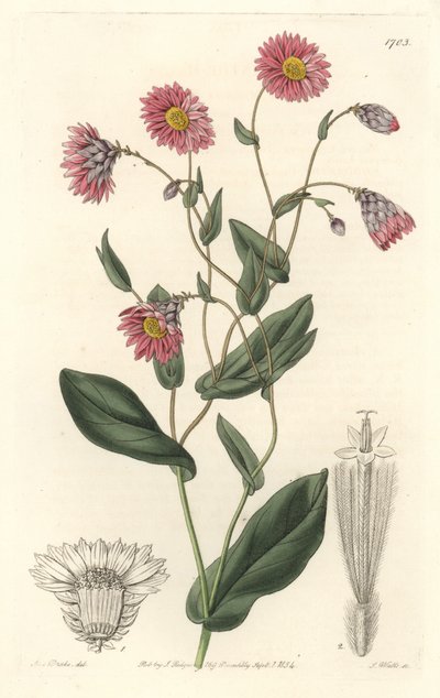Roze rhodanthe, afkomstig uit Australië - Sterk water door S. Watts naar een illustratie van Sarah Anne Drake (1803-1857), uit het Botanical Register door Sydenham Teast Edwards