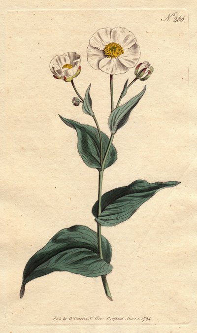 Weegbreeblad boterbloem met witte bloemen en gele kern. Weegbreebladige ranonkel met witte bloemen en gele kern. Ranunculus amplexicaulis. Handgekleurde kopergravure van een botanische illustratie door Sydenham Edwards uit William Curtis