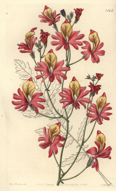 Arme-mans orchidee, Schizanthus grahamii (Stomppettige schizanthus, Schizanthus retusus) door Sydenham Teast Edwards