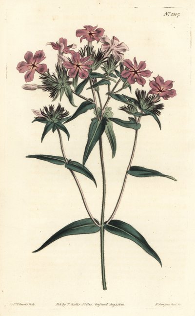 Prairie Phlox, uit William Curtis