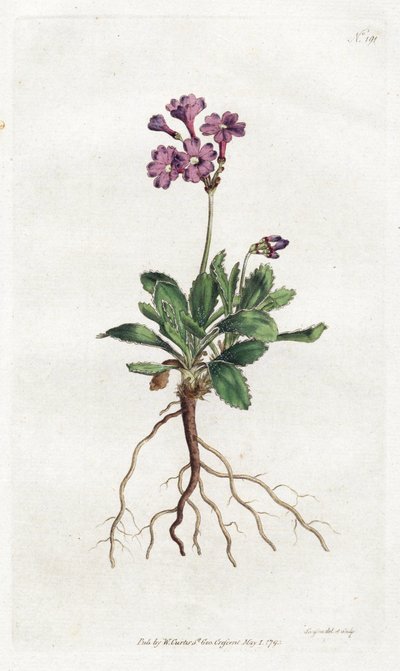 Primevere marginee - Lithografie door Sydenham Edwards (1768-1819), plaat uit William Curtis