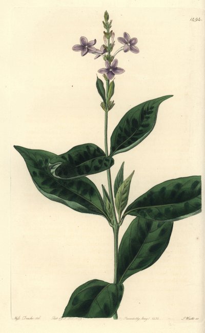 Pseuderanthemum faecundum (Ever-blowing eranthemum, Eranthemum faecundum) door Sydenham Teast Edwards