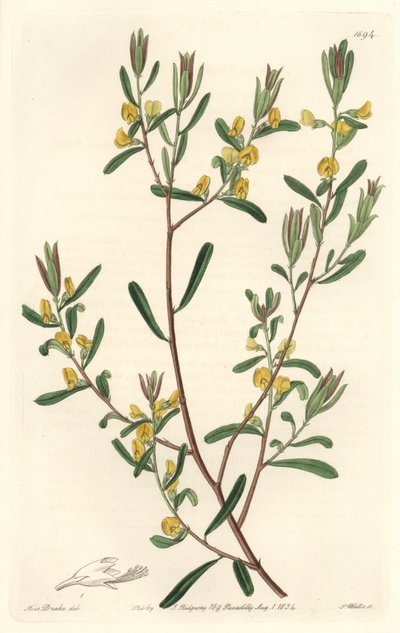 Pultanea flexilis, afkomstig uit Australië - Sterk water door S. Watts naar een illustratie van Sarah Anne Drake (1803-1857), uit het Botanical Register door Sydenham Teast Edwards