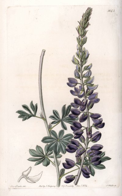Paarse Lupine Variete - Gegraveerd door S.Watts, naar een illustratie van Sarah Anne Drake (1803-1857), uit het Botanical Register van Sydenham Edwards (1768-1819), Engeland door Sydenham Teast Edwards