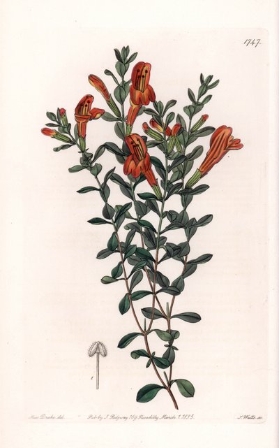 Rode Clinopode variëteit - Gegraveerd door S. Watts, naar een illustratie van Sarah Anne Drake (1803-1857), uit het Botanical Register van Sydenham Edwards (1768-1819), Engeland door Sydenham Teast Edwards