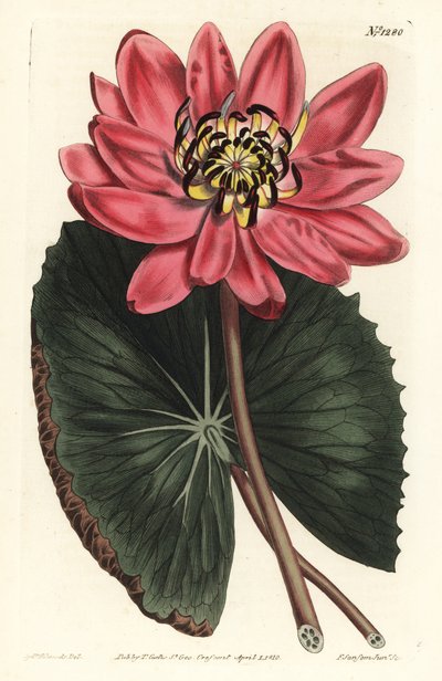Rode Lotus - Rode waterlelie, Nymphaea rubra. Handgekleurde kopergravure door F. Sansom Jr. naar een illustratie van Sydenham Edwards uit William Curtis