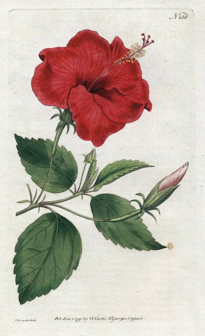 Rose de Chine - Lithografie door Sydenham Edwards (1768-1819), plaat uit William Curtis