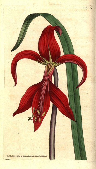 Jacobean lelie door Sydenham Teast Edwards