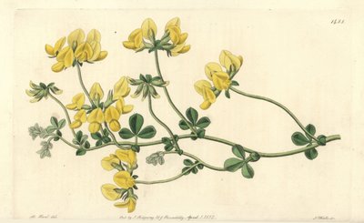Zandlotus door Sydenham Teast Edwards