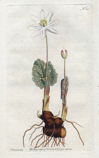 Sanguinaire du Canada - Lithografie door Sydenham Edwards (1768-1819), plaat uit William Curtis