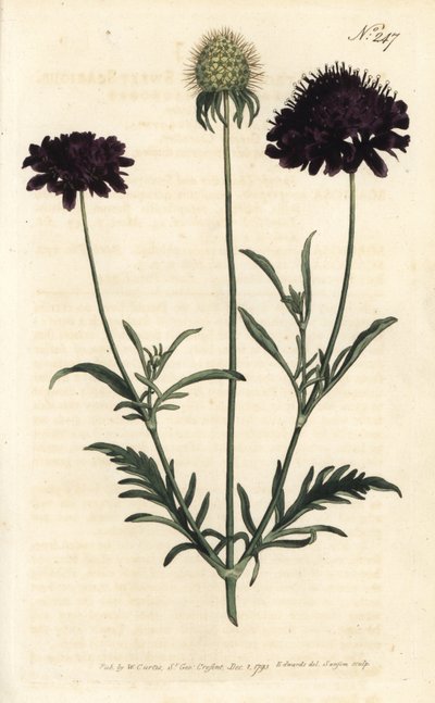Scabieuse van tuinen - Zoete scabiosa, Scabiosa atropurpurea. Handgekleurde kopergravure door Sansom naar een illustratie van Sydenham Edwards uit William Curtis