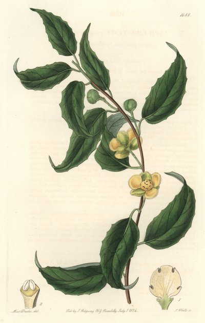 Schisandra heeft gele bloemen, afkomstig uit Nepal door Sydenham Teast Edwards