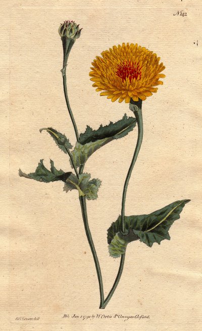 Scorsonere van Tanger of addergras met klaproosblad, gele bloemen met karmozijnrode hart - inheems in Tanger aan de Barbarijse kust door Sydenham Teast Edwards