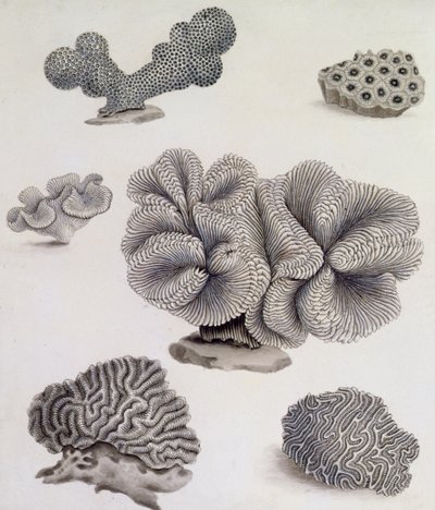 Schelpjes en mariene flora door Sydenham Teast Edwards