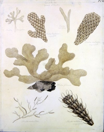 Schelp en mariene flora door Sydenham Teast Edwards