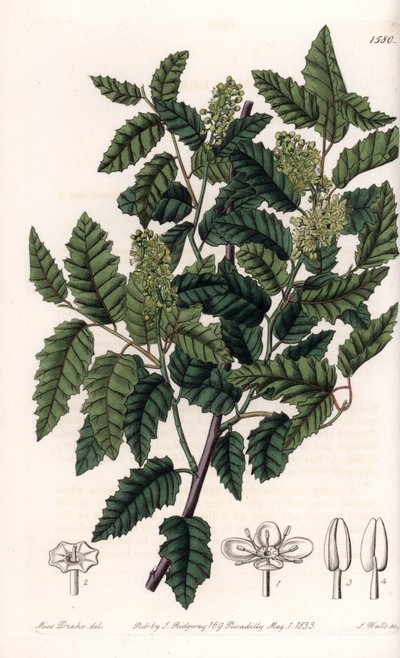 Struik Schinus latifolia, peper variëteit door Sydenham Teast Edwards