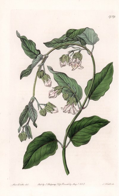 Zijdehouder Araujia - Plaat gegraveerd door S. Watts, naar een illustratie van Sarah Anne Drake (1803-1857), uit het Botanical Register van Sydenham Edwards (1768-1819), Engeland door Sydenham Teast Edwards