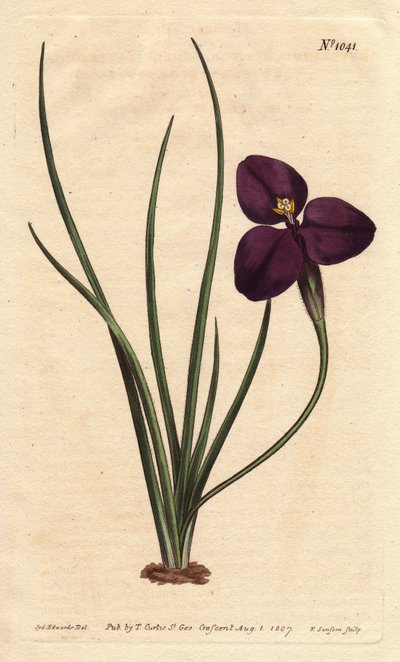 Zijdeachtige patersonia met donkerpaarse bloem. Genoemd naar kolonel Paterson, die de Australische flora bestudeerde. Zijdeachtige patersonia met donkerpaarse bloem. Inheems in Australië. Genoemd naar kolonel Paterson, de assistent-gouverneur van New South door Sydenham Teast Edwards