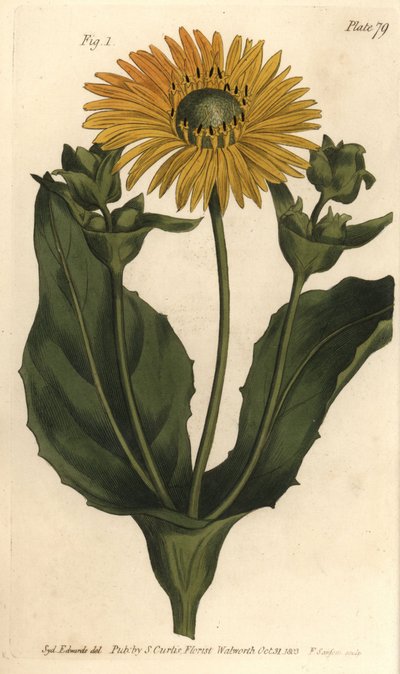 Silphium of harskruid, Silphium asteriscus, Polygamia nessaria door Sydenham Teast Edwards