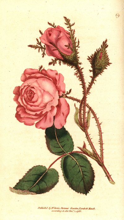 Sprankelende roos - Roze mos, Rosa centifolia f. muscosa (Rosa muscosa) door Sydenham Teast Edwards