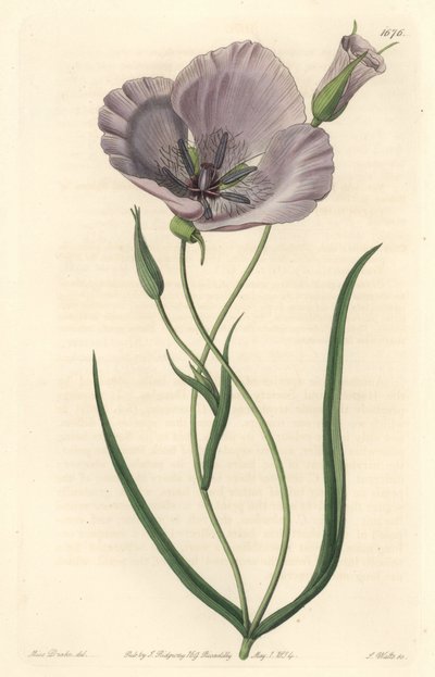 Prachtige calochorte (prachtige mariposa), inheems in Californië door Sydenham Teast Edwards