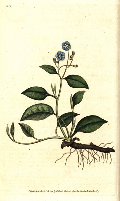 Voorjaarsomphalodes of Printaniere Kleine Bernagie - uit William Curtis