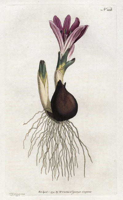 Lentebolbocode of campanette - Lithografie door Sydenham Edwards (1768-1819), uit William Curtis
