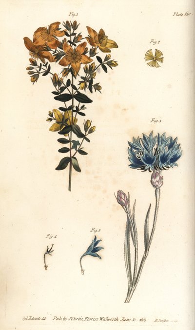 Sint-janskruid, Hypericum perforatum, Polyadelphia door Sydenham Teast Edwards