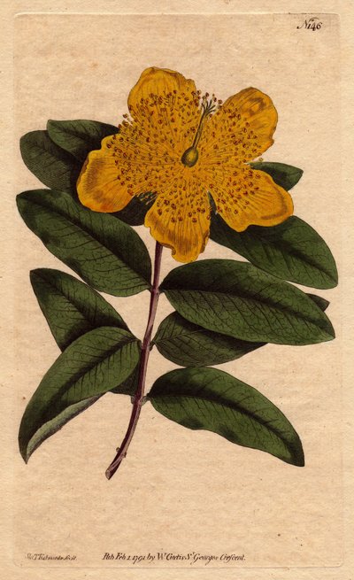 Sint-Janskruid met brede gele bloemen. Grootbloemig Sint-Janskruid met gele bloemen. Hypericum calycinum. Handgekleurde kopergravure van een botanische illustratie door Sydenham Edwards uit William Curtis