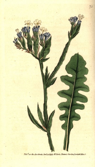 Zee lavendel door Sydenham Teast Edwards