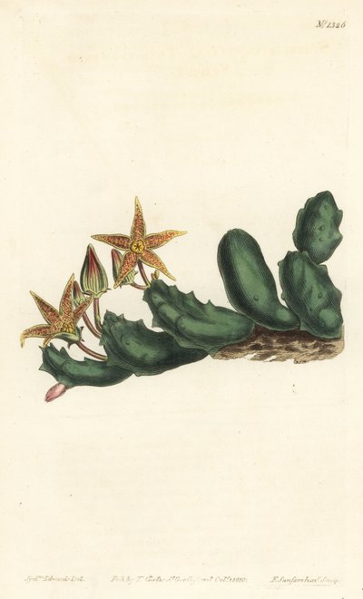 Stisseria geminata (Twee-bloemige stapelia, Stapelia geminata). Handgekleurde kopergravure door F. Sansom Jr. naar een illustratie van Sydenham Edwards uit William Curtis