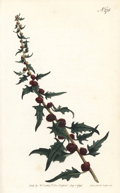Aardbeispinazie in baguette - Bladganzenvoet, Chenopodium foliosum (Aardbeiblad, Blitum virgatum). Handgekleurde kopergravure door Sansom naar een illustratie door Sydenham Edwards uit William Curtis