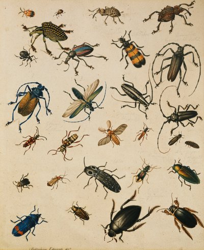 Studies van insecten door Sydenham Teast Edwards