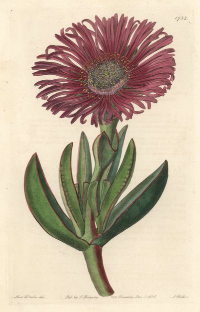 Vetplant Carpobrotus, inheems in Zuid-Afrika - uit het Botanical Register door Sydenham Teast Edwards