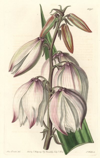Superb Yucca, uit het Botanical Register door Sydenham Teast Edwards