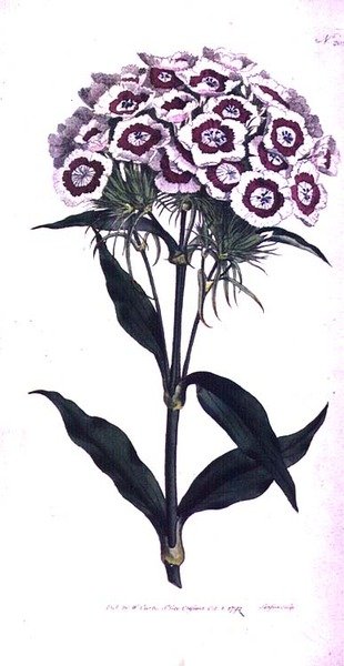 Sweet William of Baardroze (Dianthus barbatus), plaat 205 uit William Curtis