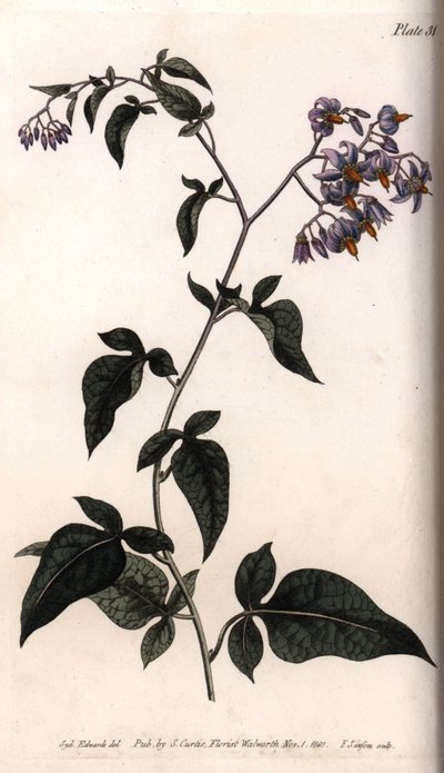Zoete bitter of bitterzoete nachtschade. Gekleurde kopergravure, illustratie door Sydenham Edwards voor Conferences of Botanical, Botanical Garden of Lambeth door Sydenham Teast Edwards