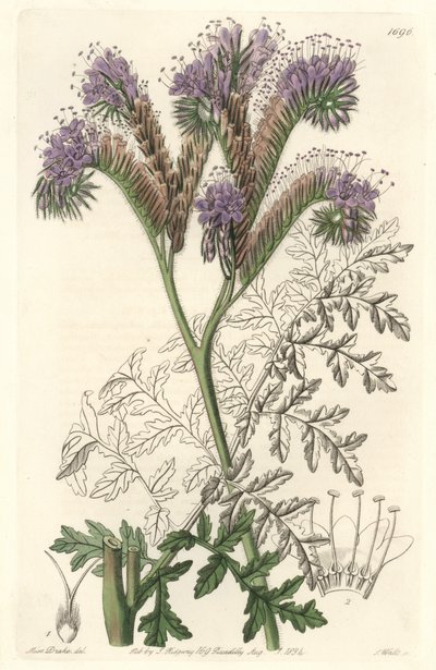 Tansy leaf phacelia, afkomstig uit Californië - Water forte door S. Watts uit een illustratie van Sarah Anne Drake (1803-1857), uit het Botanical Register door Sydenham Teast Edwards