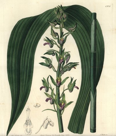 Terrestrische orchidee door Sydenham Teast Edwards