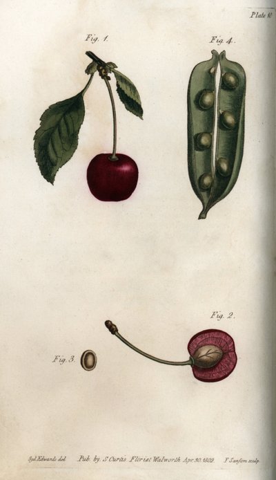 De peulvrucht van de erwt en sectie van de vrucht van de kers, uit Botanical Conferences door Sydenham Teast Edwards