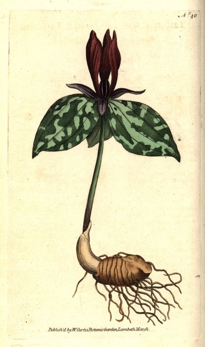 Trillium sessile door Sydenham Teast Edwards