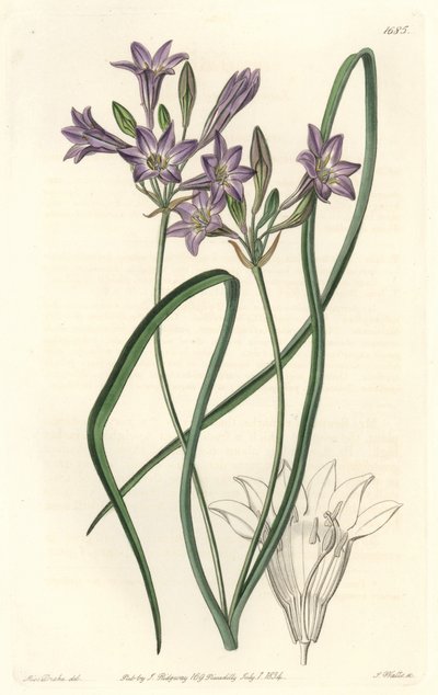 Triteleia of brodiacea lache, uit het Botanical Register door Sydenham Teast Edwards