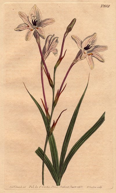 Tritonie heeft lange buis, met roze voet en witte bloemen geaderd met roze. Langbuizige tritonia met roze stelen en roze geaderde witte bloemen. Tritonia capensis. Handgekleurde kopergravure van een botanische illustratie door Sydenham Edwards uit Willia door Sydenham Teast Edwards
