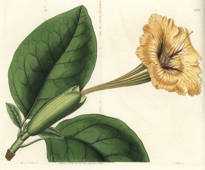 Trompet liana of gouden beker - Kelk wijnstok of gevlekte solandra, Solandra guttata door Sydenham Teast Edwards